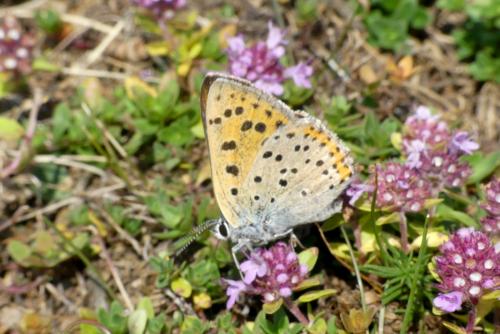 Réf. 289 551 : Lycaena alciphron